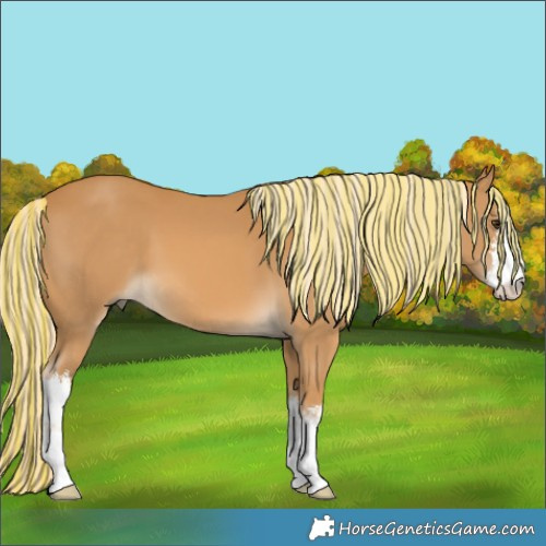 Horse Color:Painted White Spotted Palomino 