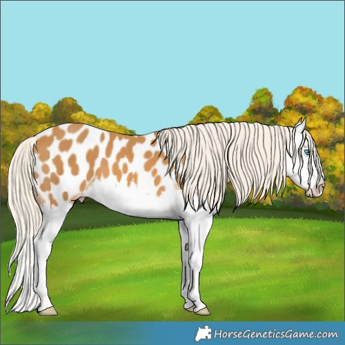 Horse Color:White Spotted Palomino Splash Appaloosa 