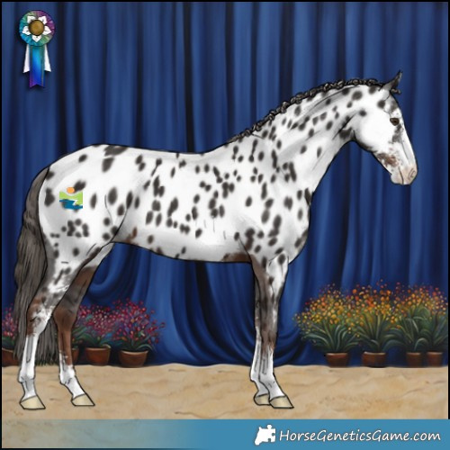 Horse Color:Liver Chestnut Sabino Appaloosa 