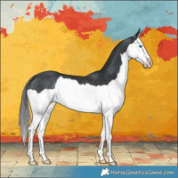 Horse Color:Black Splash Rabicano 