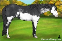 Horse Color:Black Sabino Splash Frame 