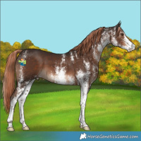 Horse Color:White Spotted Liver Chestnut