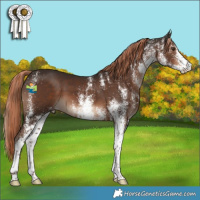 Horse Color:White Spotted Liver Chestnut 