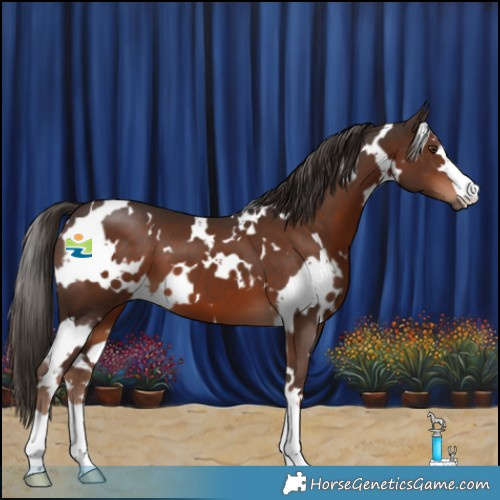Horse Color:White Spotted Liver Chestnut 