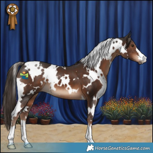 Horse Color:White Spotted Liver Chestnut 