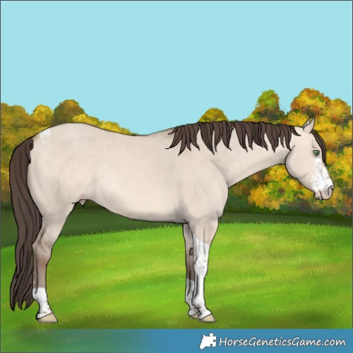 Horse Color:Amber Champagne Dun Sabino Tobiano Rabicano 