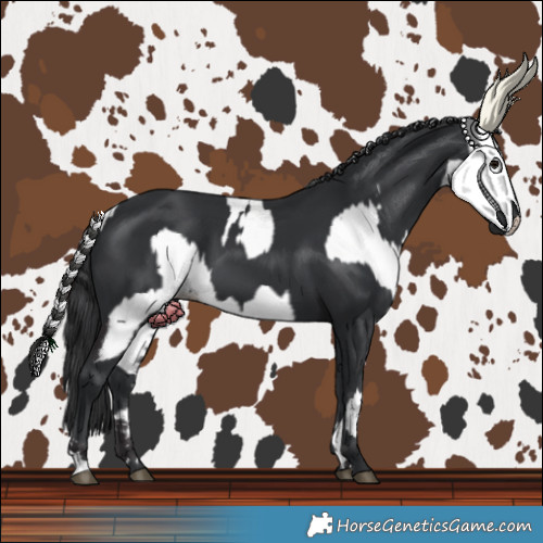 Horse Color:Smoky Black Appaloosa  and Black 