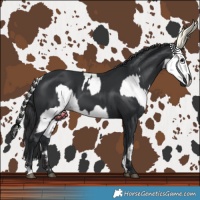 Horse Color:Smoky Black Appaloosa and Black
