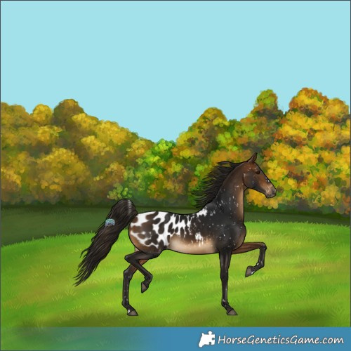 Horse Color:Gray Buckskin Appaloosa 