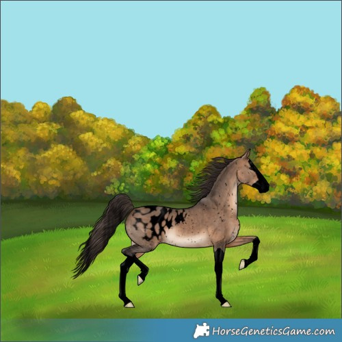 Horse Color:Void Bay Dun Splash Blanket 