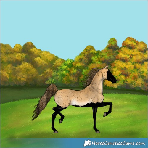 Horse Color:Void Buckskin Splash Appaloosa 