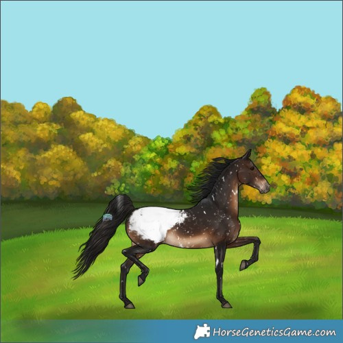 Horse Color:Gray White Spotted Bay Appaloosa 