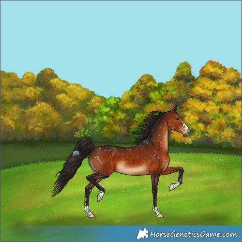 Horse Color:Gray Bay Appaloosa 