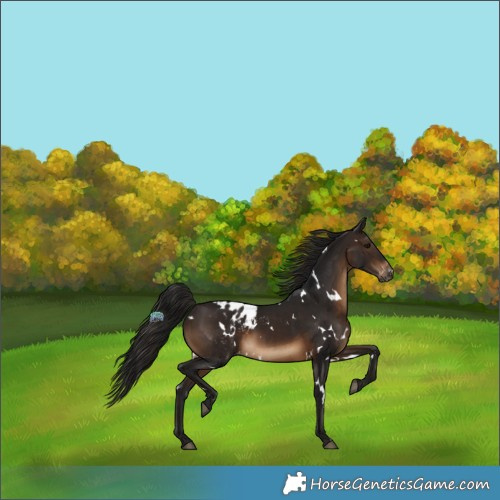 Horse Color:Gray White Spotted Bay Varnish 