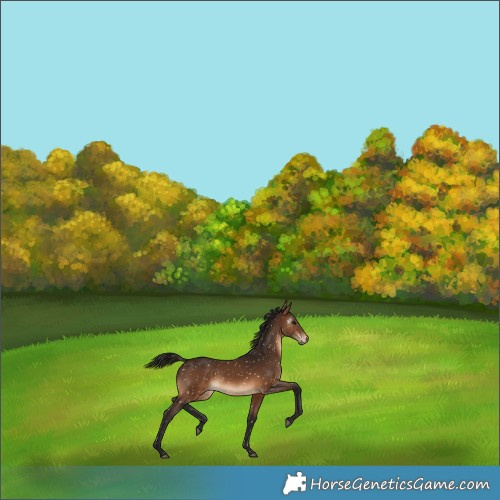 Horse Color:Gray Bay Snowflake Varnish