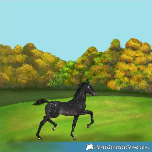 Horse Color:Gray Platinum Brown Blanket Rabicano 