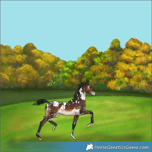 Horse Color:Gray White Spotted Brown Snowflake Varnish