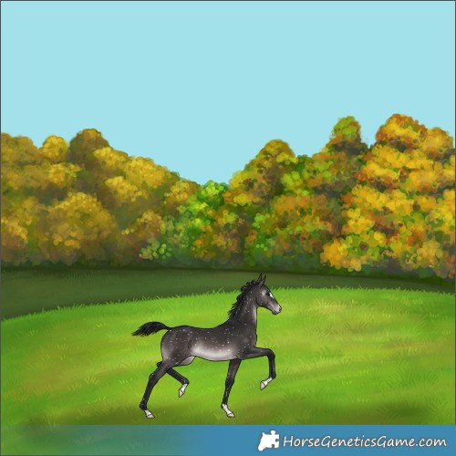 Horse Color:Gray Platinum Brown Snowflake VarnishRabicano 