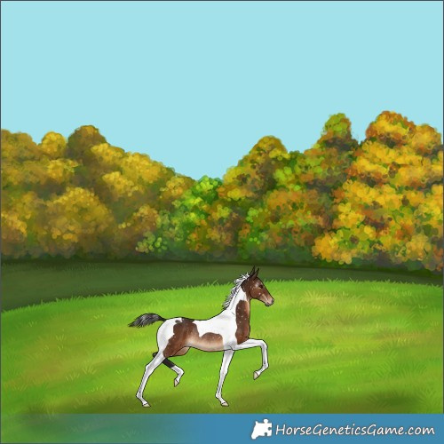 Horse Color:Gray Bay Tobiano Snowflake VarnishRabicano 