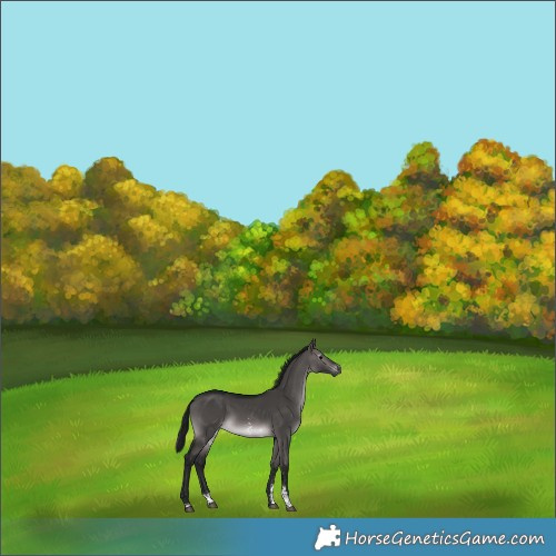 Horse Color:Gray Platinum Brown Dun Sabino Rabicano 