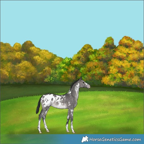 Horse Color:Platinum White Spotted Brown Dun Sabino Blanket 
