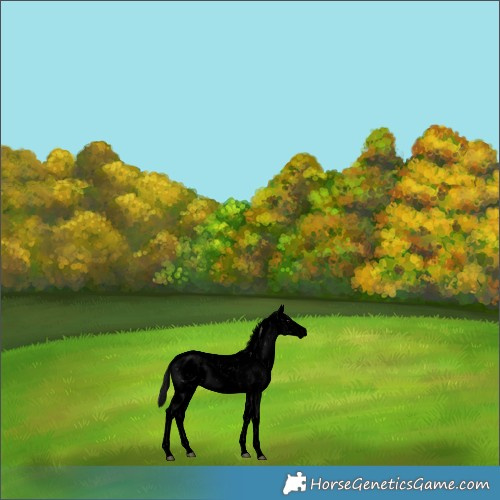 Horse Color:Void Platinum Brown Dun Sabino 