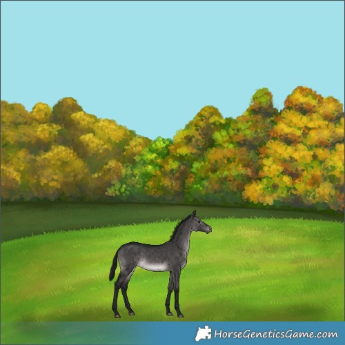 Horse Color:Gray Void Platinum Brown Dun Snowflake Varnish 