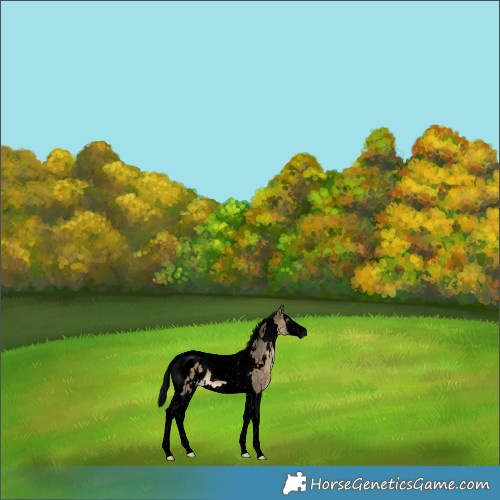Horse Color:Gray Void White Spotted Brown Dun Splash Tobiano Blanket 