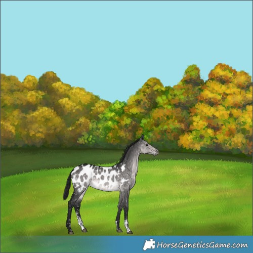 Horse Color:Gray Platinum Buckskin Dun Sabino Blanket Rabicano 
