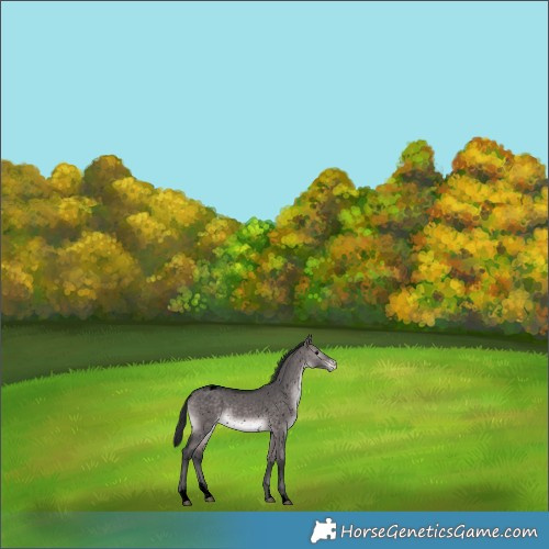 Horse Color:Void Platinum Bay Dun Sabino Snowflake Varnish 