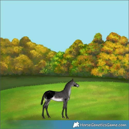 Horse Color:Gray Void Platinum White Spotted Brown Dun Snowcap Rabicano 
