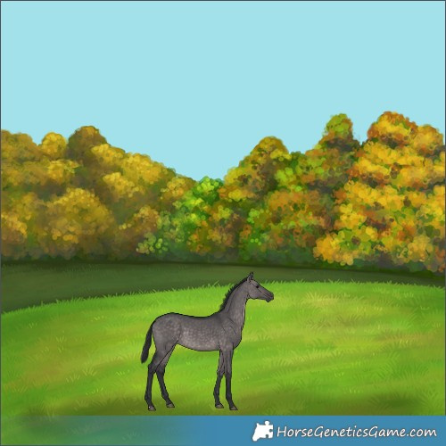 Horse Color:Platinum Brown Dun 