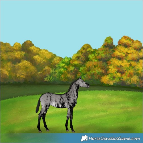 Horse Color:Gray Void Platinum Bay Dun Sabino Snowflake Varnish
