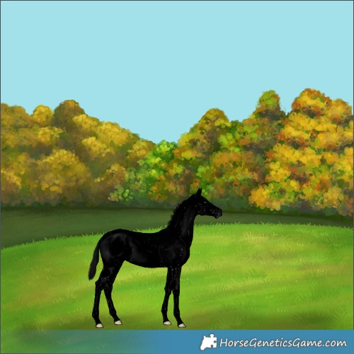 Horse Color:Gray Void Buckskin Dun Sabino Near Leopard 