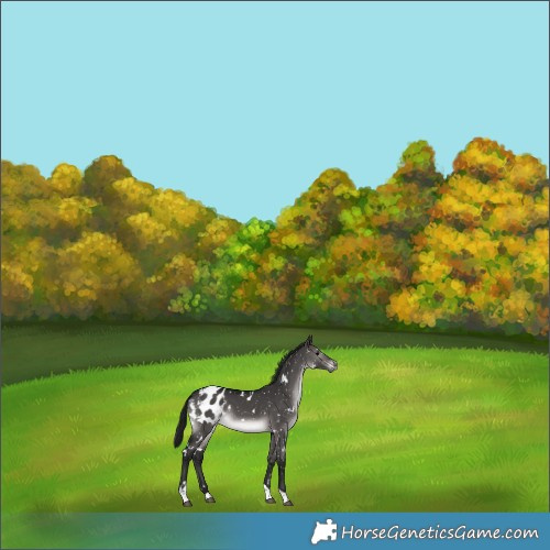 Horse Color:Gray Platinum White Spotted Brown Dun Tobiano Blanket Rabicano 