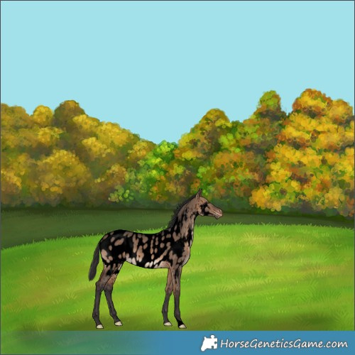 Horse Color:Void Brown Dun Blanket 