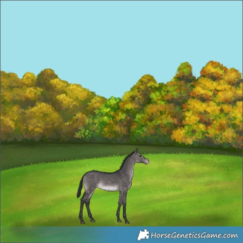 Horse Color:Void Platinum Brown Dun Snowflake Varnish Rabicano 