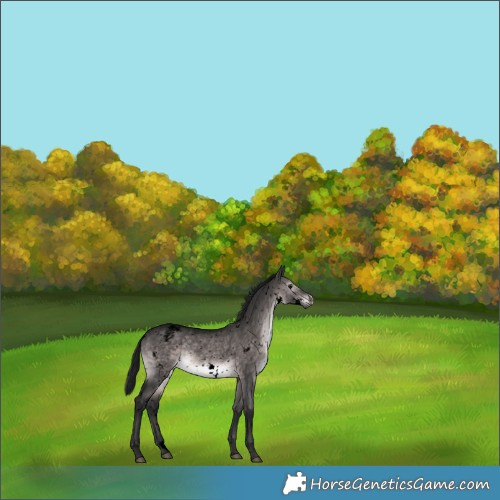 Horse Color:Gray Void Platinum White Spotted Brown Dun Snowflake VarnishRabicano 