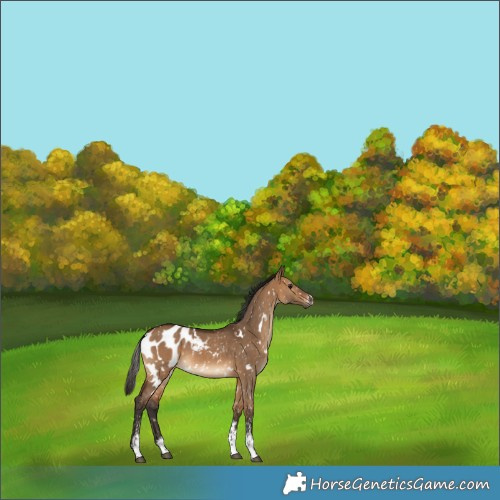 Horse Color:Gray White Spotted Bay Dun Sabino Blanket 