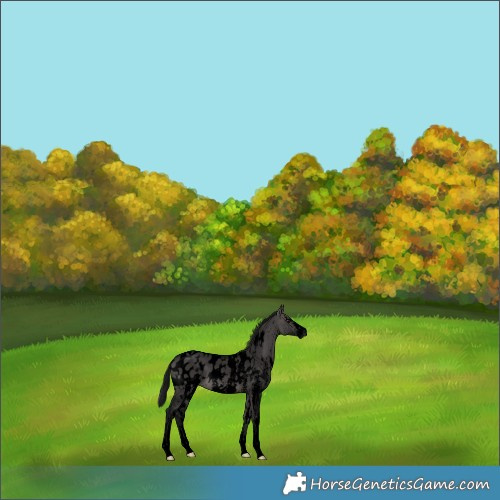 Horse Color:Gray Void Platinum White Spotted Brown Dun Sabino Blanket 