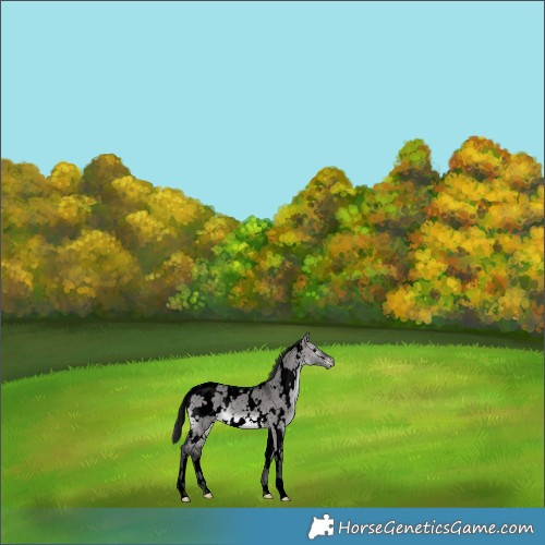 Horse Color:Void Platinum White Spotted Brown Dun Snowflake Varnish 