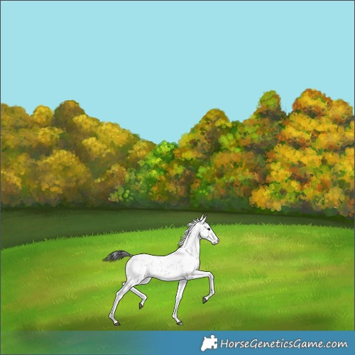 Horse Color:Platinum Brown Sabino Snowflake Varnish