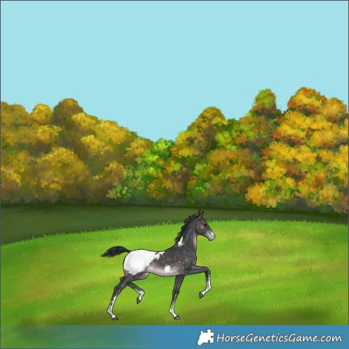 Horse Color:Platinum Brown Sabino Appaloosa 