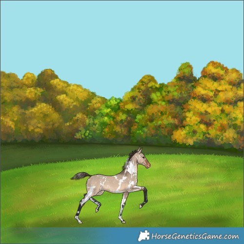 Horse Color:White Spotted Brown Dun Blanket 