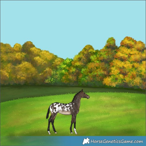 Horse Color:Gray Brown Dun Blanket Rabicano 