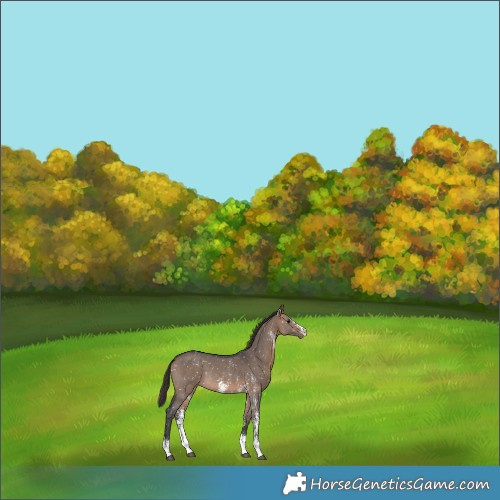 Horse Color:Brown Dun Sabino Snowflake VarnishRabicano 