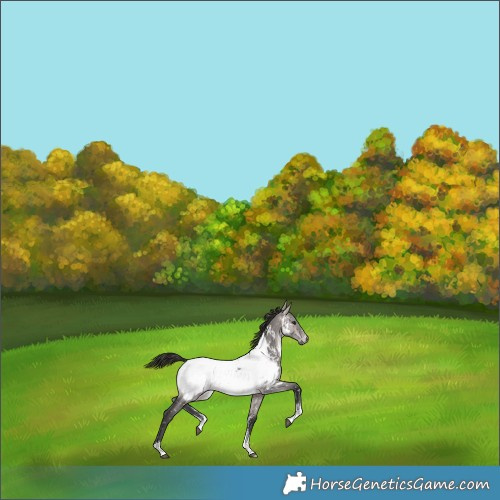 Horse Color:Gray Platinum Buckskin Dun Sabino Snowcap 