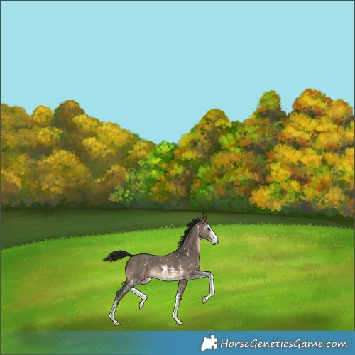 Horse Color:Gray Bay Dun Sabino Snowflake Varnish 