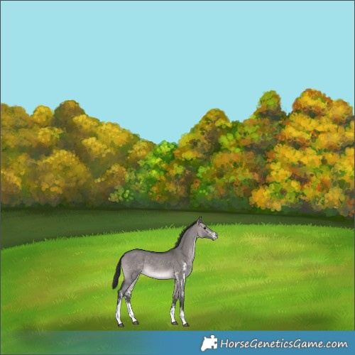 Horse Color:Platinum Brown Dun Sabino 