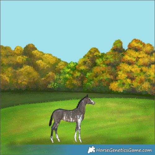 Horse Color:Gray Brown Dun Sabino Snowflake Varnish 